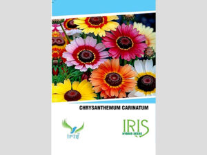 Iris Imported Chrysanthemum Carinatum Seeds