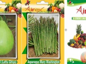 Airex Bottle Gourd (Lattu Ghiya) and Asparagus Mary Was...