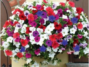 ZONATO Flower seeds Petunia Flower Best Quality Premium...