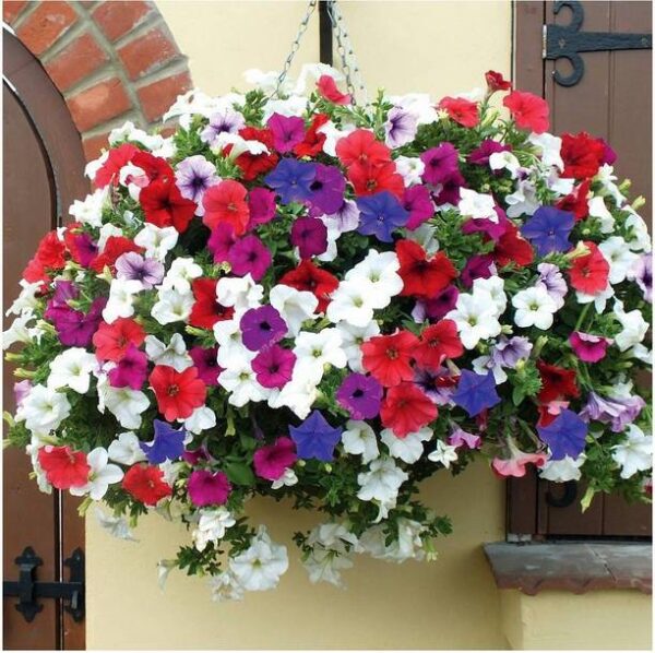 ZONATO Flower seeds Petunia Flower Best Quality Premium...
