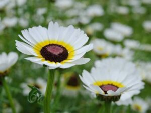 ZONATO Flower seeds Chrysanthemum Best Quality Hybrid 1...