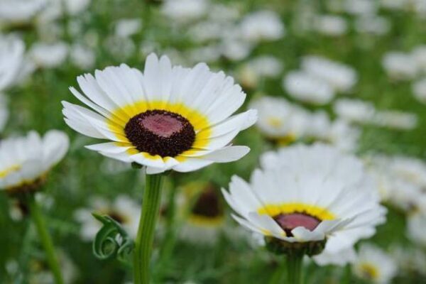 ZONATO Flower seeds Chrysanthemum Best Quality Hybrid 1...