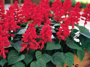 OhhSome Flower Seeds : Salvia Seeds Hybrid Hanging Flow...