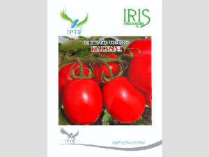 Iris Kalyani F1 Hybrid Tomato Seeds