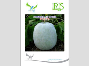 Iris Pushpa F1 Hybrid Ash Gourd Seeds