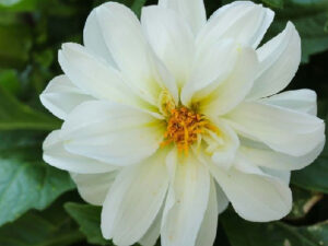 Radha Krishna White Dahlia Hybrid Flower Seeds