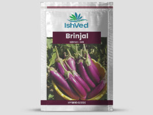 IVBJH - 385 Brinjal Seeds
