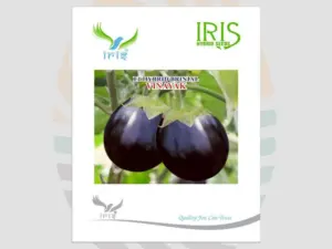 Iris Vinayak F1 Hybrid Brinjal Seeds