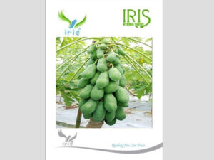 Iris F1 Hybrid Papaya Seeds