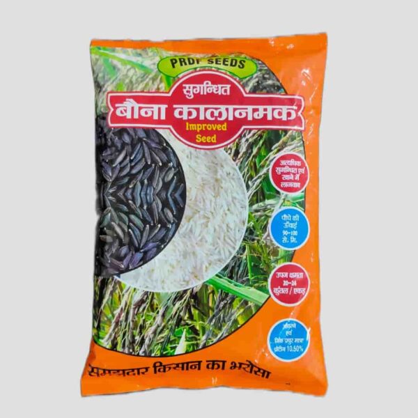 Kala Namak Kiran Paddy