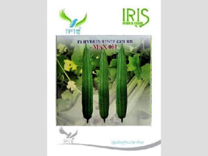 Iris Hybrid Vegetable Seeds F1 Hybrid Ridge Gourd Max001
