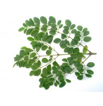 Drumstick leaves  (Packed in Zip Lock)