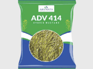 ADV-414 Mustard Seeds
