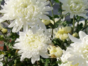 Radha Krishna  White Color Chrysanthemum Hybrid Seeds