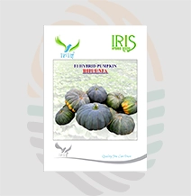 Iris Bheema F1 Hybrid Pumpkin Seeds