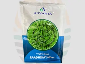 Radhika Bhindi seeds