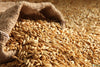 Organic Emmer Wheat - Khapli Wheat - Jave Godhi (Long Wheat Grain)