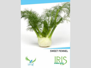 Iris Imported Sweet Fennel Seeds