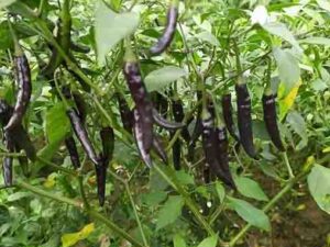 Radha Krishna Black Chillies Seed