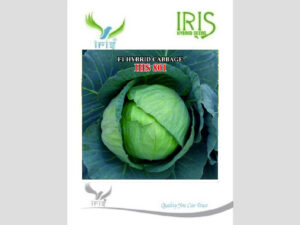 Iris IHS-801 F1 Hybrid Cabbage Seeds