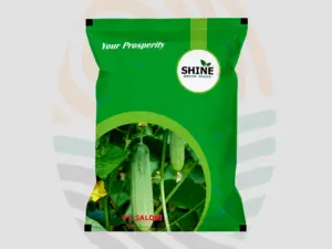 Saloni F1 Hybrid Cucumber Seeds