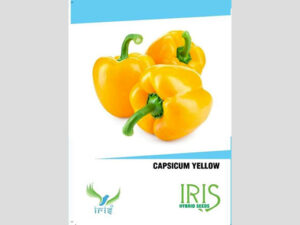 Iris Imported Yellow Capsicum Seeds