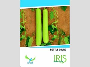 Iris F1 Hybrid Bottle Gourd Seeds