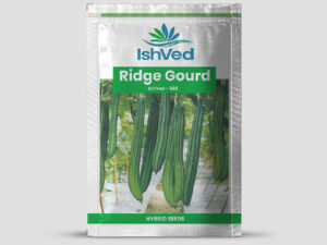 IVRGH - 502 Ridgegourd Seeds