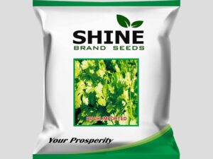 Ruchi Imported Coriander Seeds
