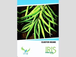 Iris OP Cluster Beans Seeds