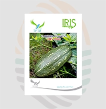 Iris IHS-9060 F1 Hybrid Pumpkin Seeds