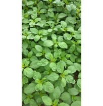 Siru Keerai (Tropical Amaranth) - will be DRY