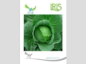 Iris F1 Hybrid Cabbage Seeds