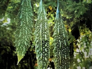 Iris IHS-132 F1 Hybrid Bitter Gourd Seeds