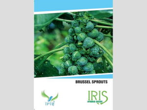 Iris Imported Brussels Sprouts Seeds