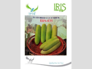 Iris IHS-35 F1 Hybrid Cucumber Seeds