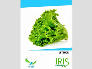 Iris Imported Lettuce Grand Rapid Seeds