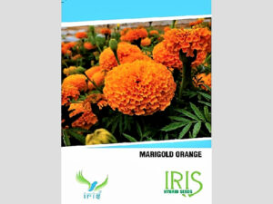 Orange Marigold  F1 Hybrid Seeds