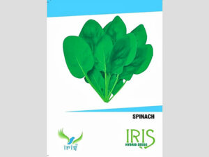 Iris OP Spinach Seeds