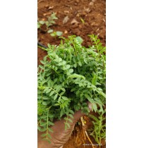 Channa Greens (Soppu)