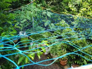 LJL Traders Plant Climbing Net for Agriculture and Terr...