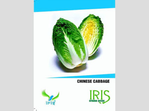 Iris F1 Hybrid Chinese Cabbage Seeds