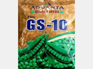 GS -10 Pea seeds