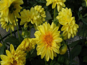 Radha Krishna Yellow Dahlia Hybrid Flower Seeds