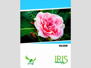 Balsam F1 Hybrid Seeds