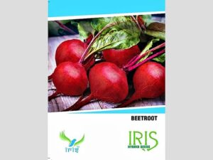 Iris Imported Beet Root Seeds