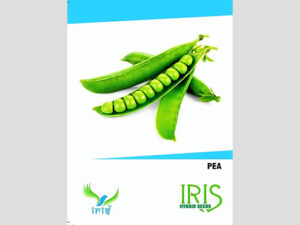 Iris OP Peas Seeds