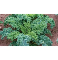 Curly Kale Green (100 gms each bunch)