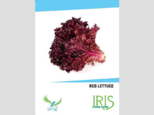 Iris Imported Red Lettuce Seeds