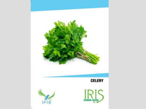 Iris Imported Celery Seeds
